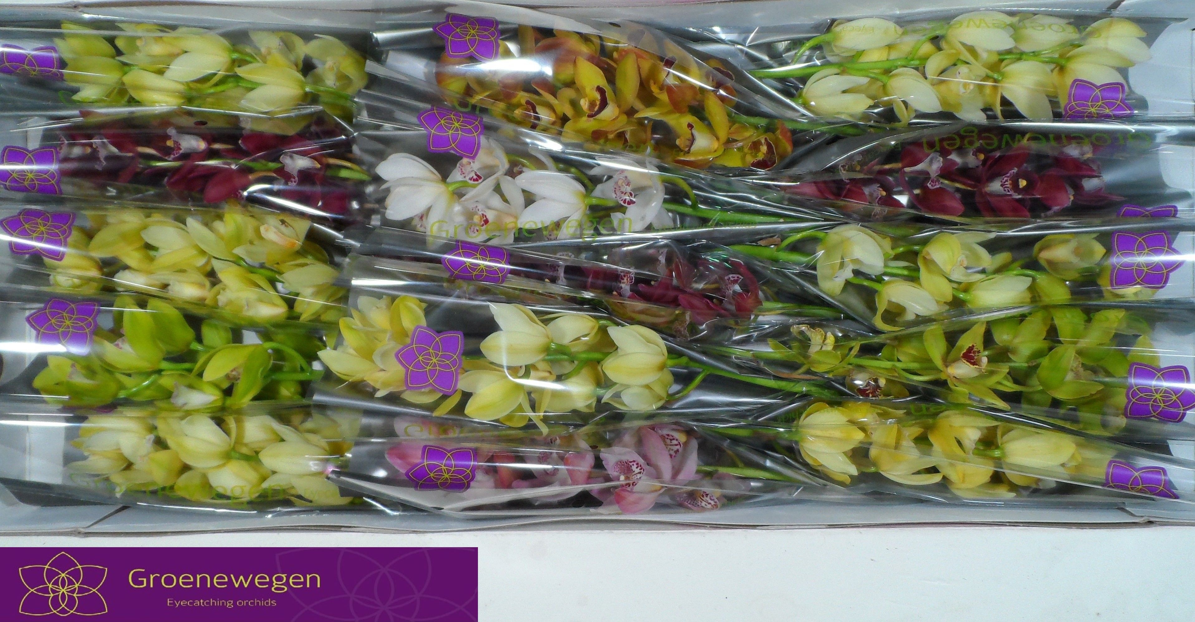 Cymbidium Asst Mini 50cm