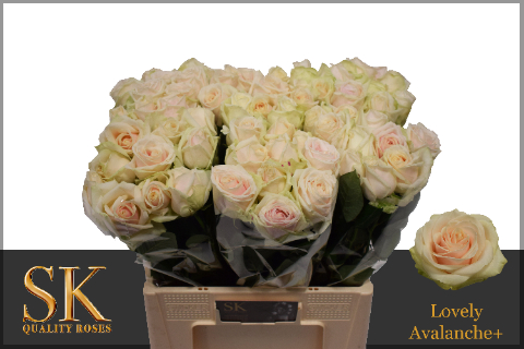Lovely B Kwaliteit Lovely B Kwaliteit 60cm