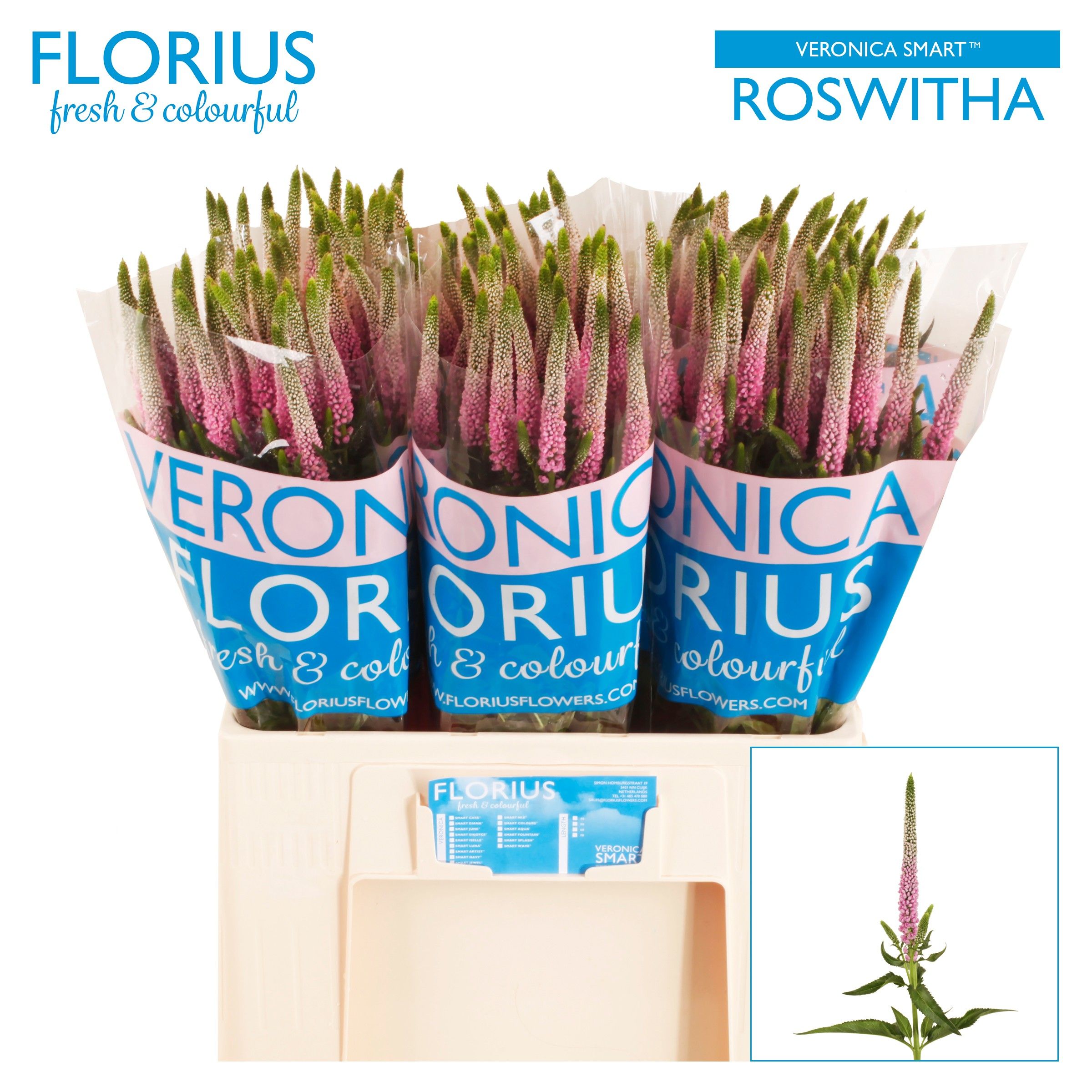 Veron Clea Roswitha