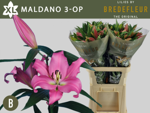 Li Ot Maldano