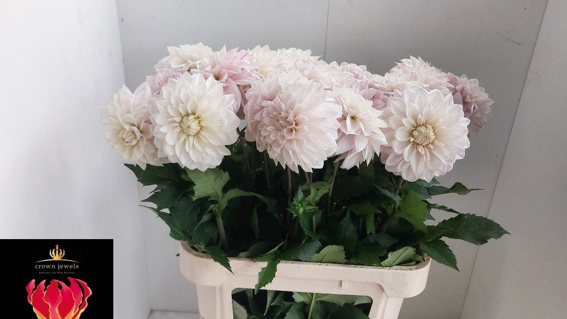 Dahlia Cafe Au Lait 80cm