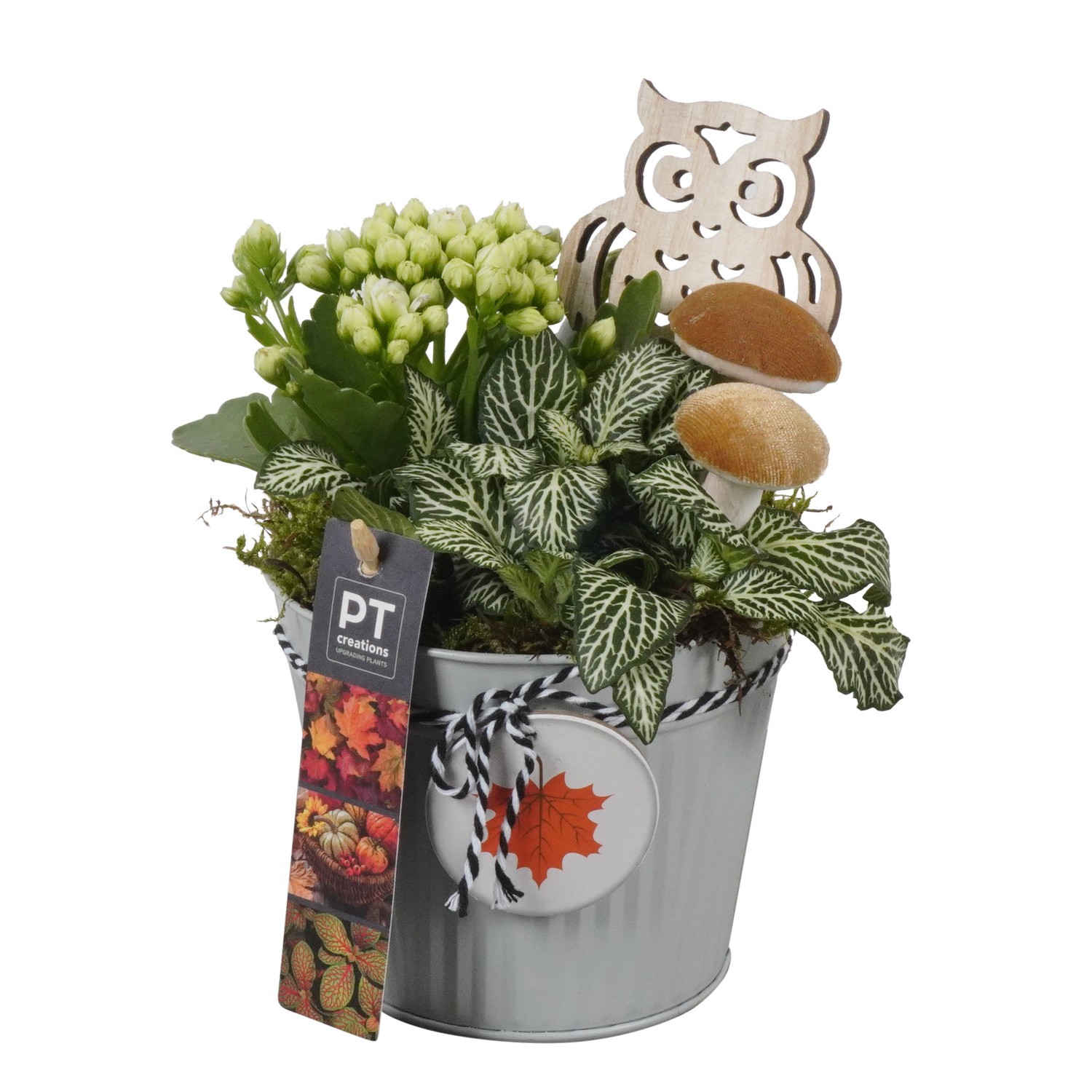 Picture of Arrangement Autumn Indoor in zinc pot PTHI7023 P12 21CM