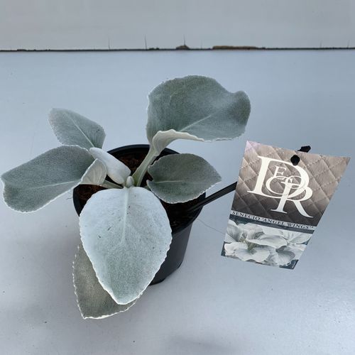 Senecio 'Angel Wings' p13 Cammeraat