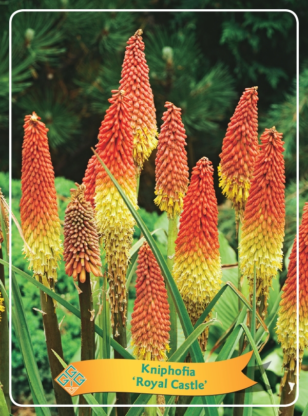 Picture of Kniphofia Mix 6x10 srt. per shelve P11