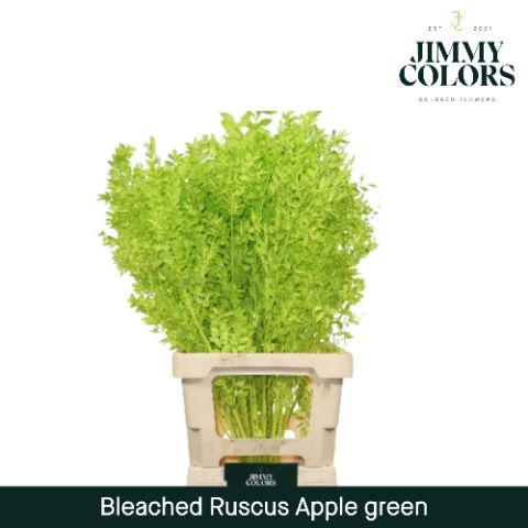 Ruscus Bleached Italy L70 Apple Green