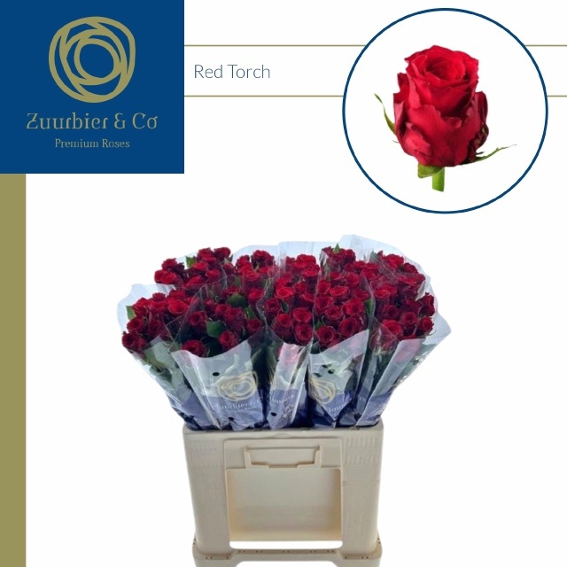 R Gr Red Torch