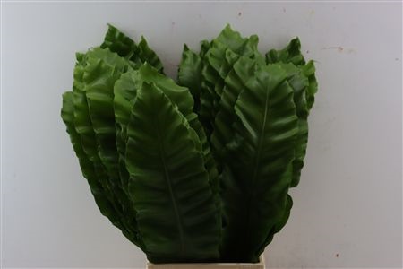 Aspidistra Leaves Bunch 70cm