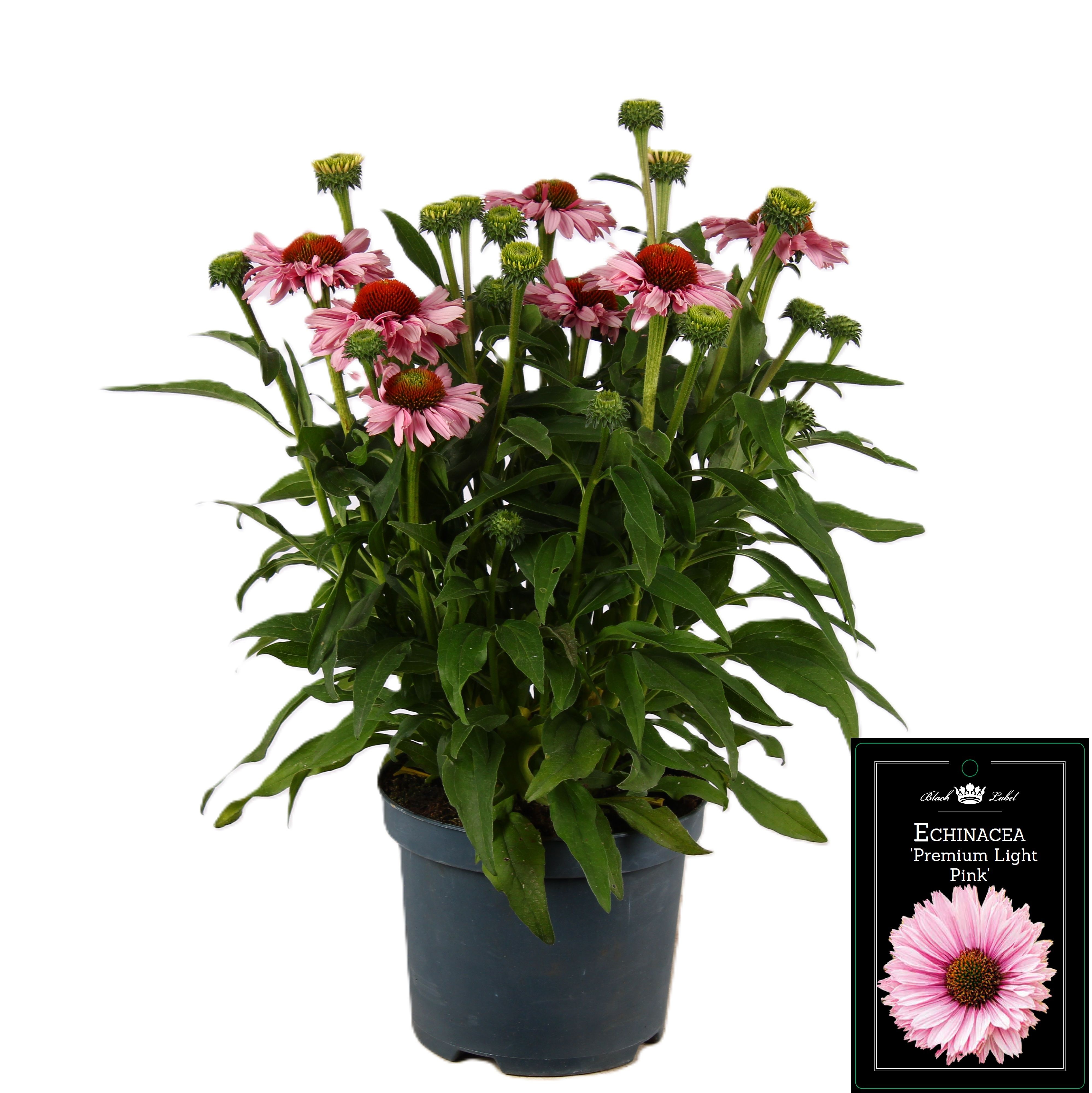 Picture of Echinacea Premium Light Pink