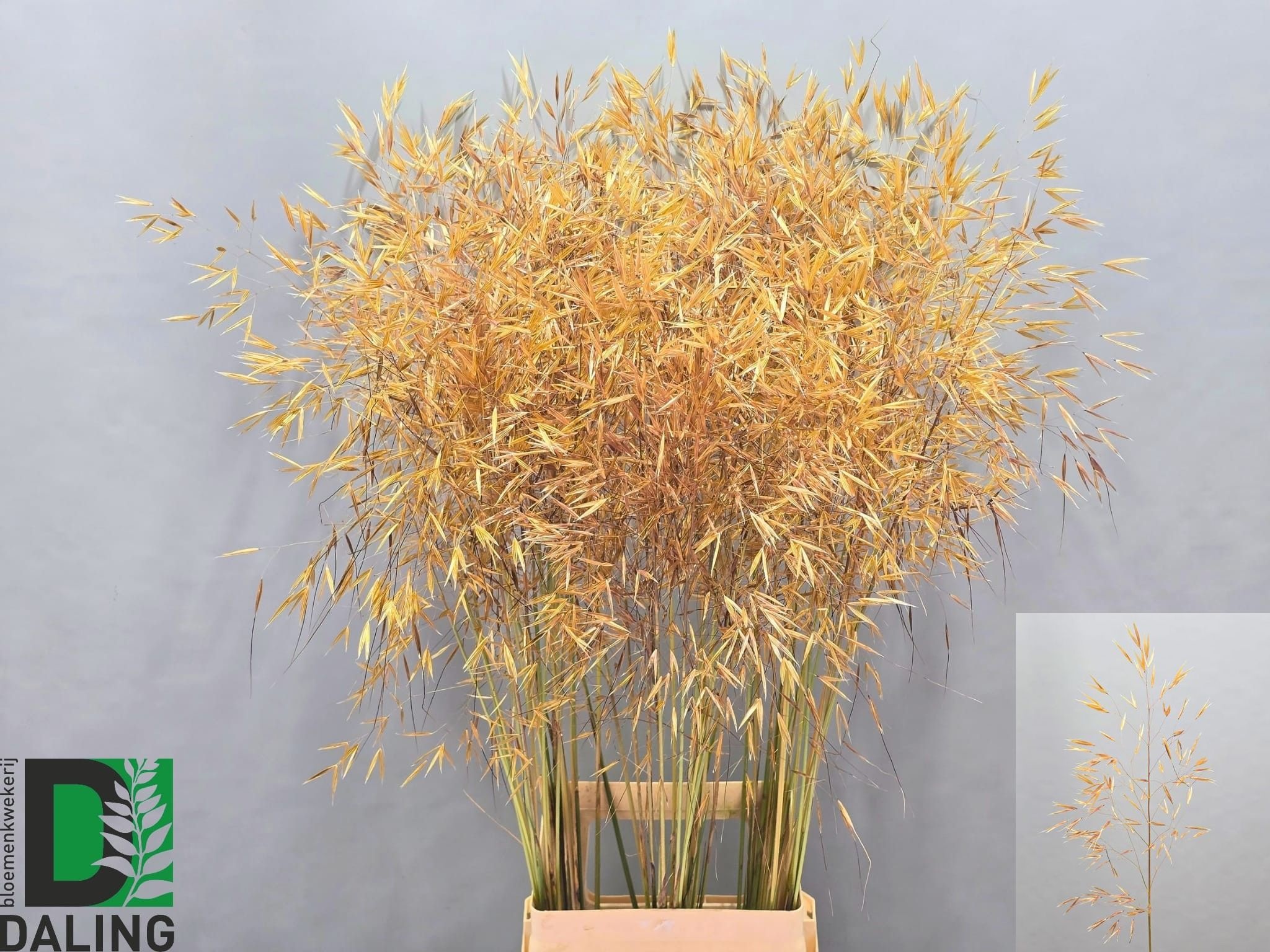 Stipa Gigantea