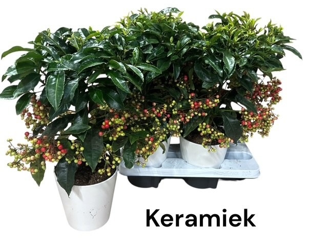 Ardis Crenata 14Ø 40cm