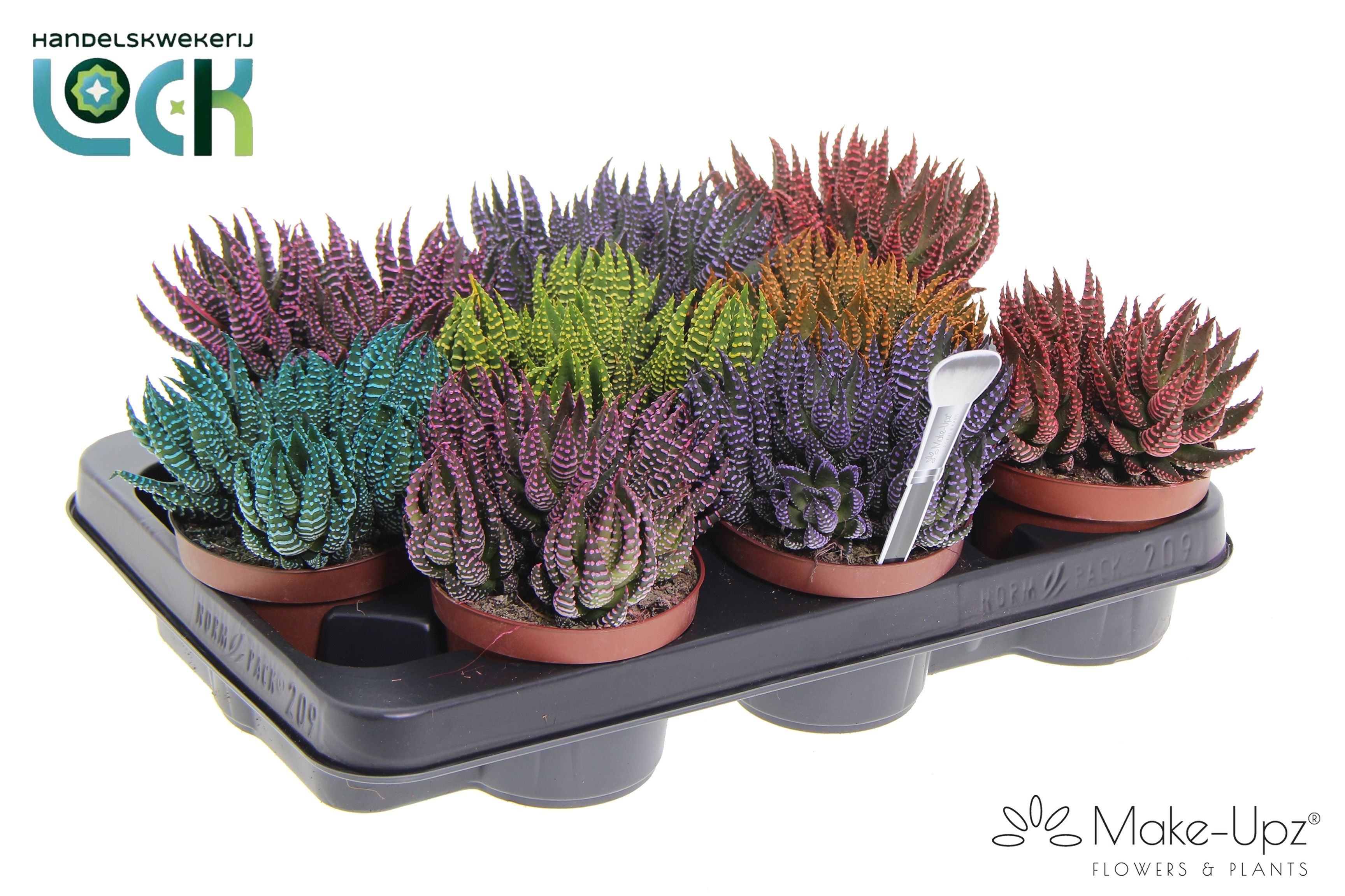 Haworthia 510Ø 15cm