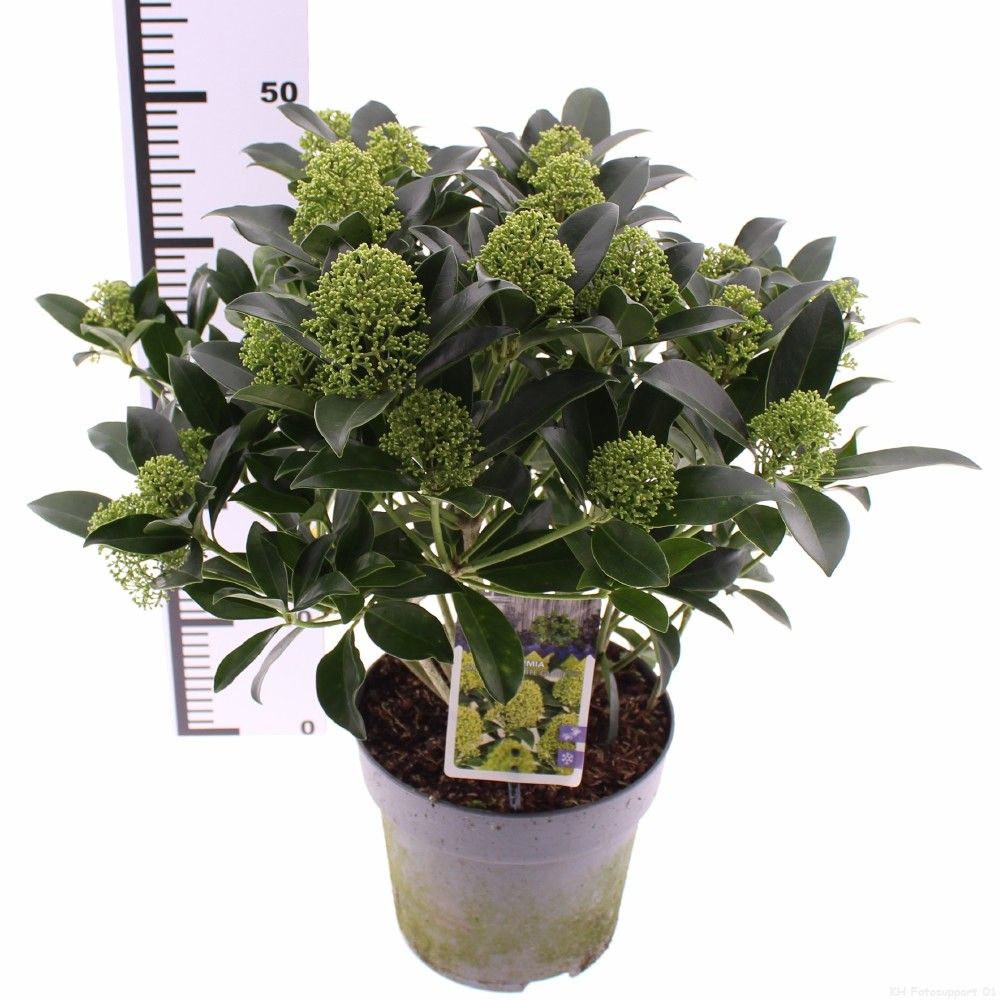 Picture of Skimmia jap. 'White Globe'