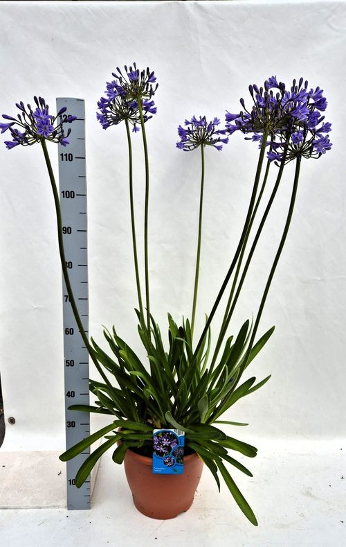 Agapanthus Polar ice p32 Weet