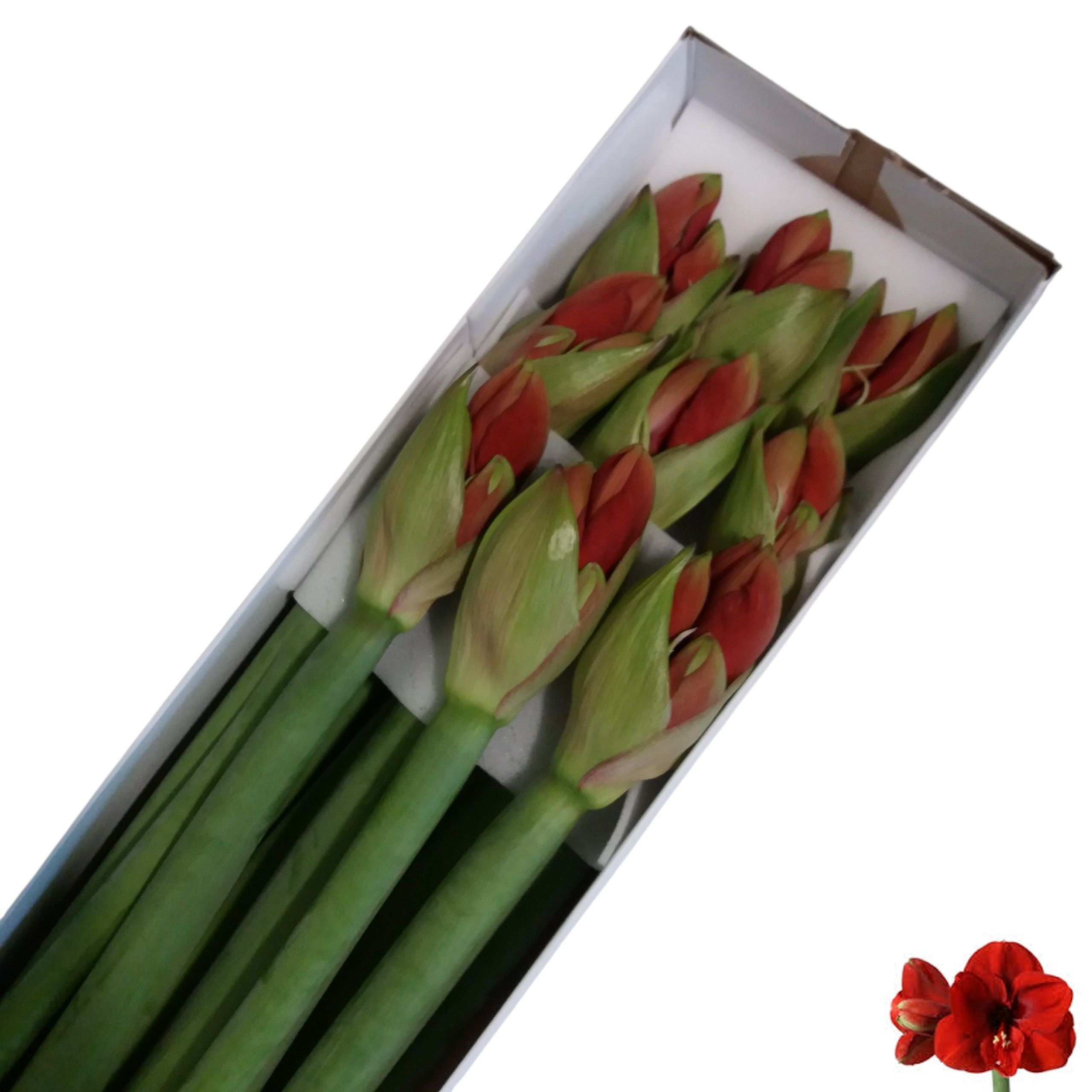 Hippeastrum Ferrari 4bl