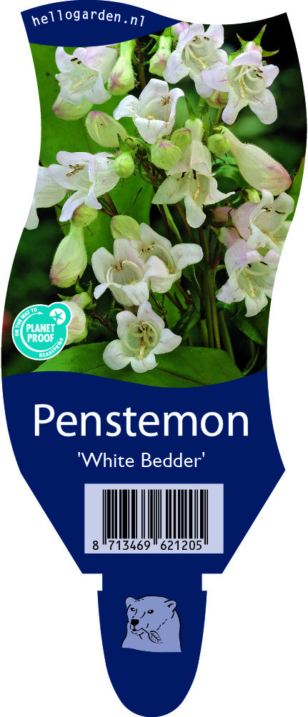 Penstemon 'White Bedder'