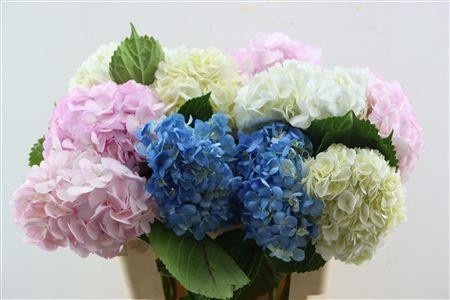 Hydrangea Painted 60cm 16Ø