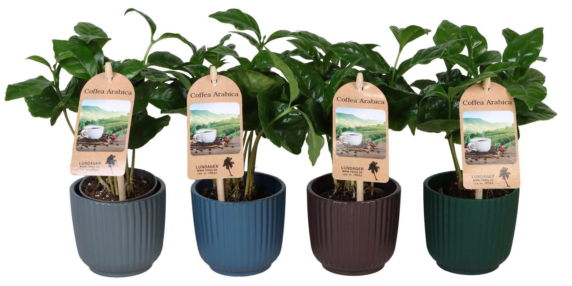 Coffea L 67307 With Coffea Arabica With Sticker