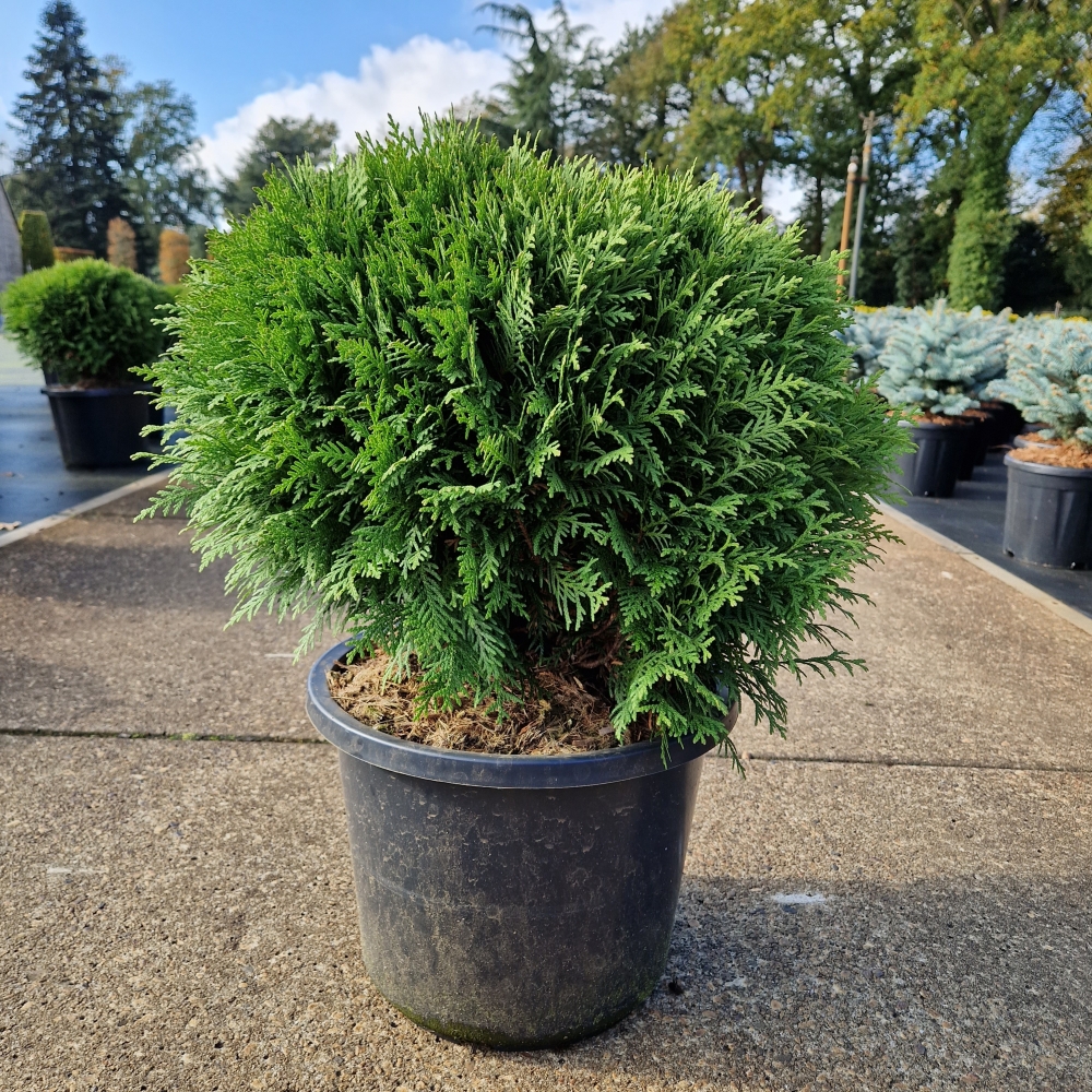 Picture of Thuja occ. Danica C12 30/40 (LOOSE)