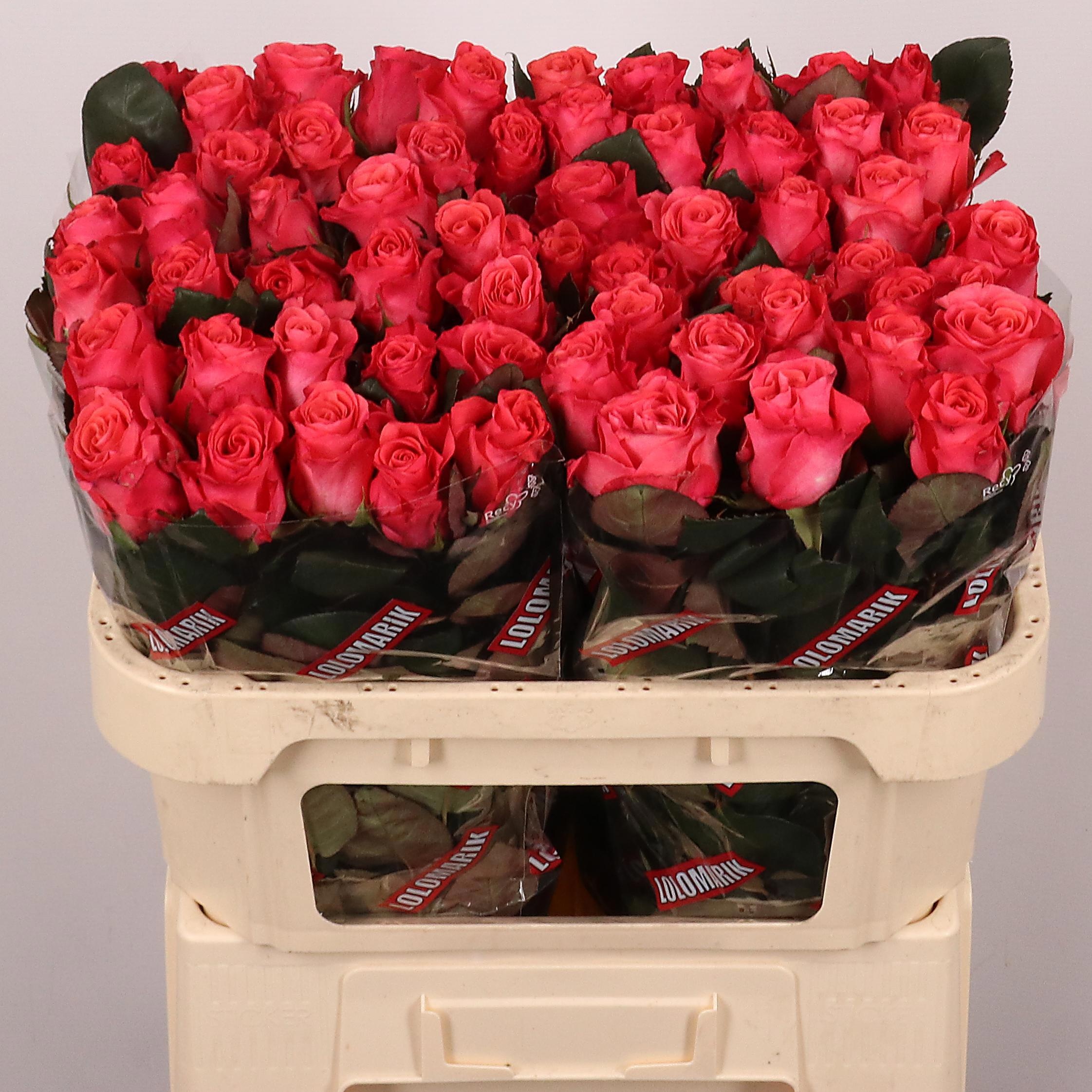 Rosa Pink Tacazzi 70cm