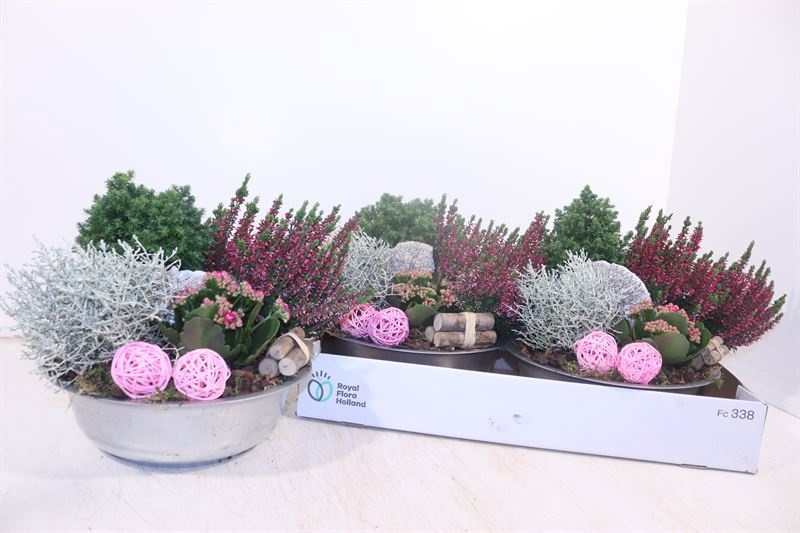 Arr Tuinplanten 25P 30cm
