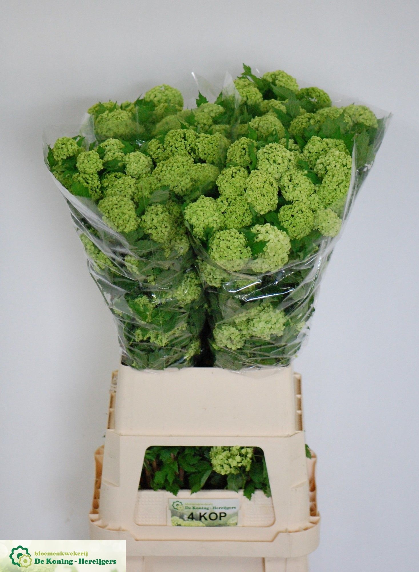 Viburnum Roseum St