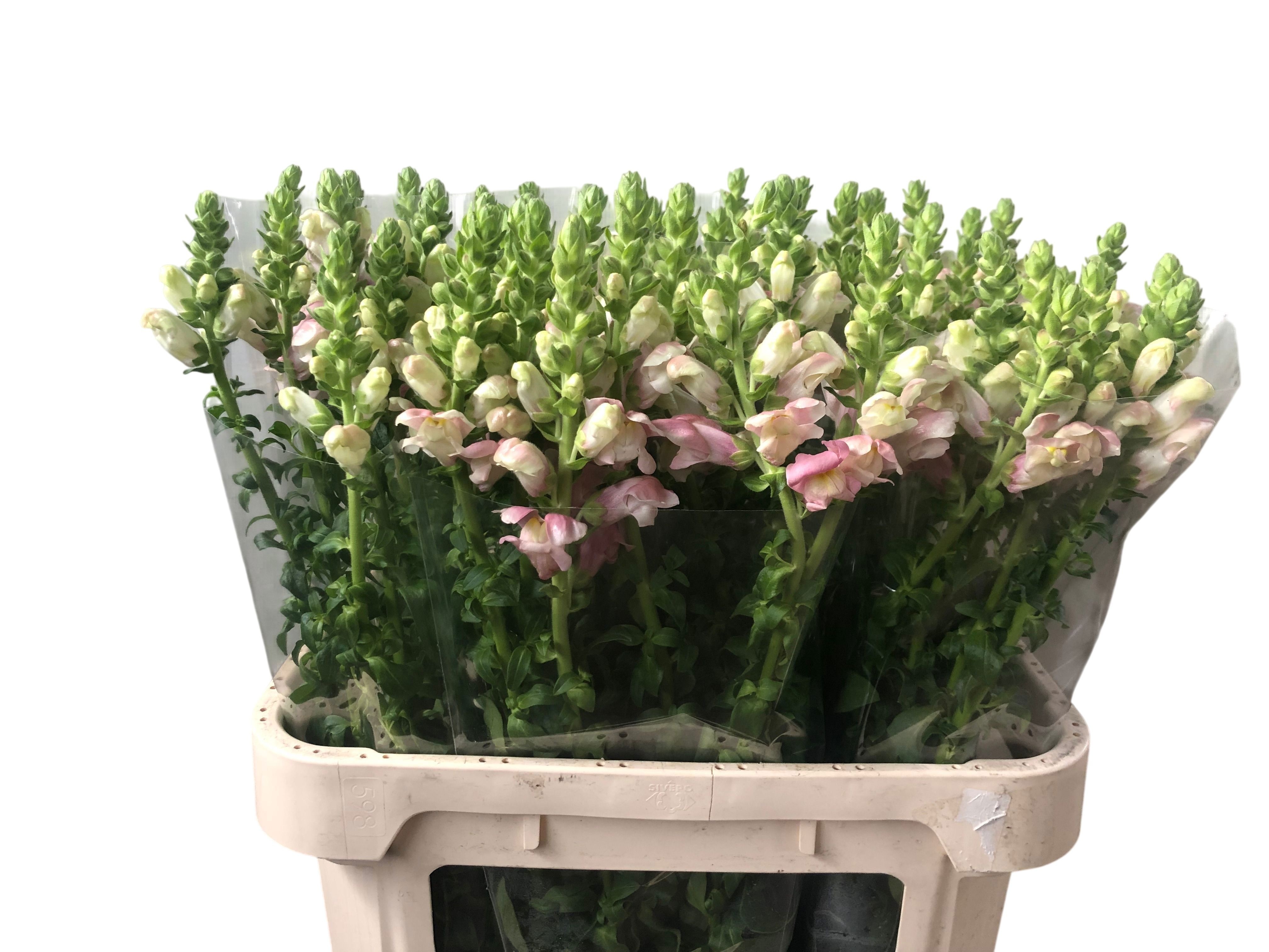 Antirrhinum Poto Dark Orange 80cm