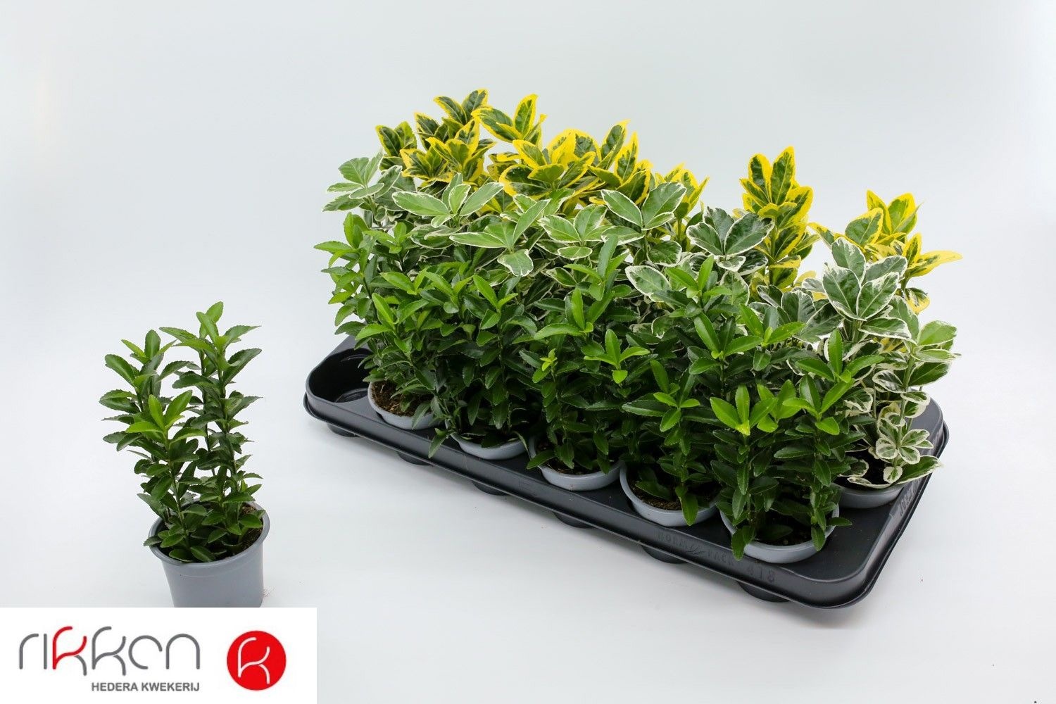 Euonymus Jap Gem 9Ø 13cm