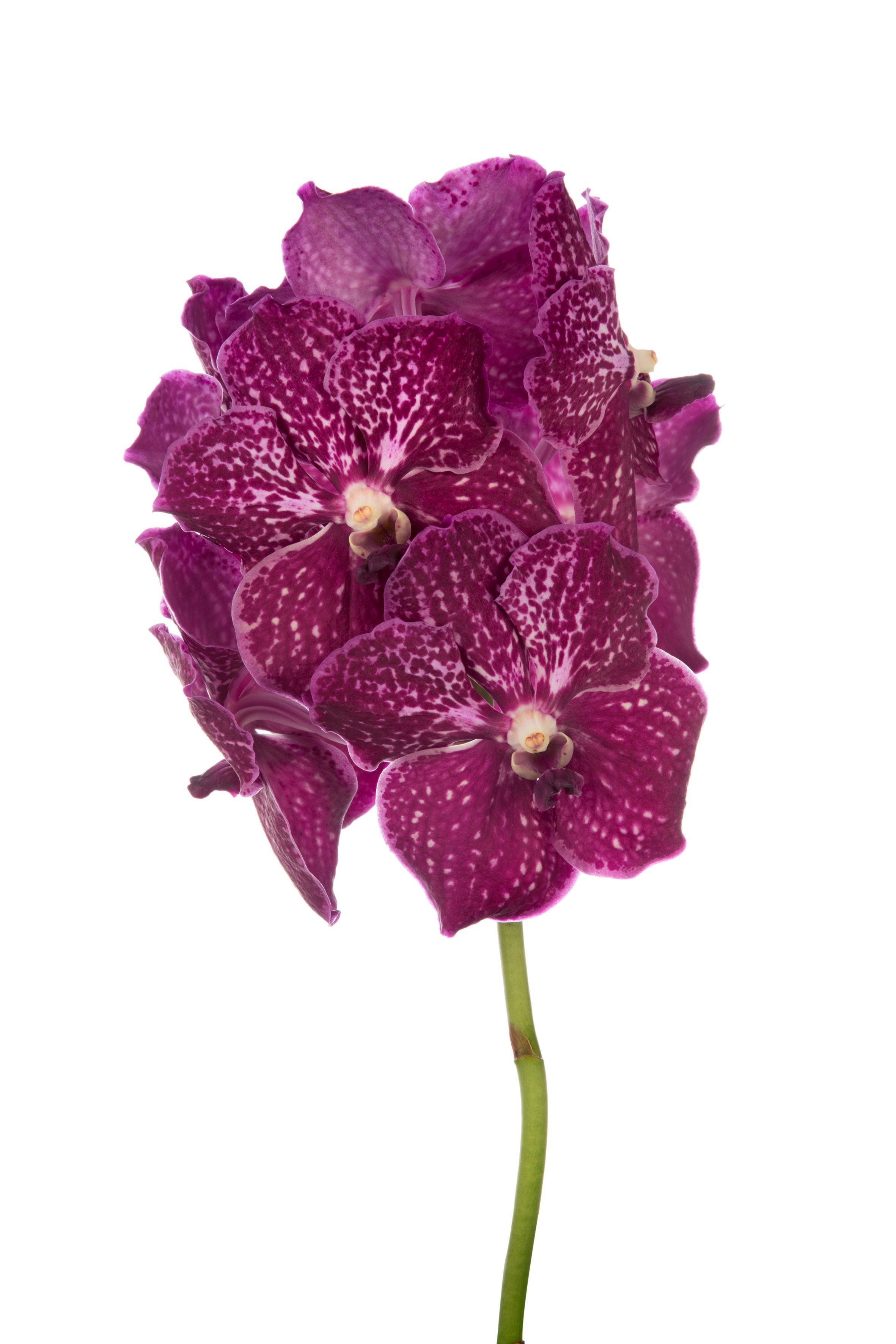 Vanda Nitaya Ruby Love