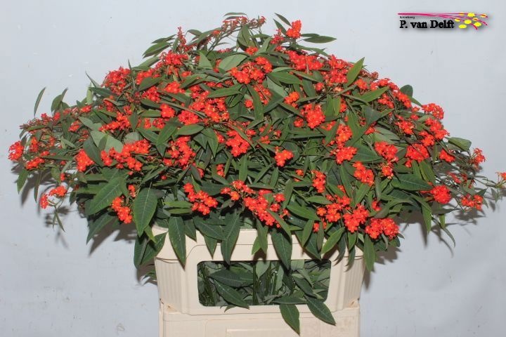 Euphorbia Spray Red Surprise 80cm