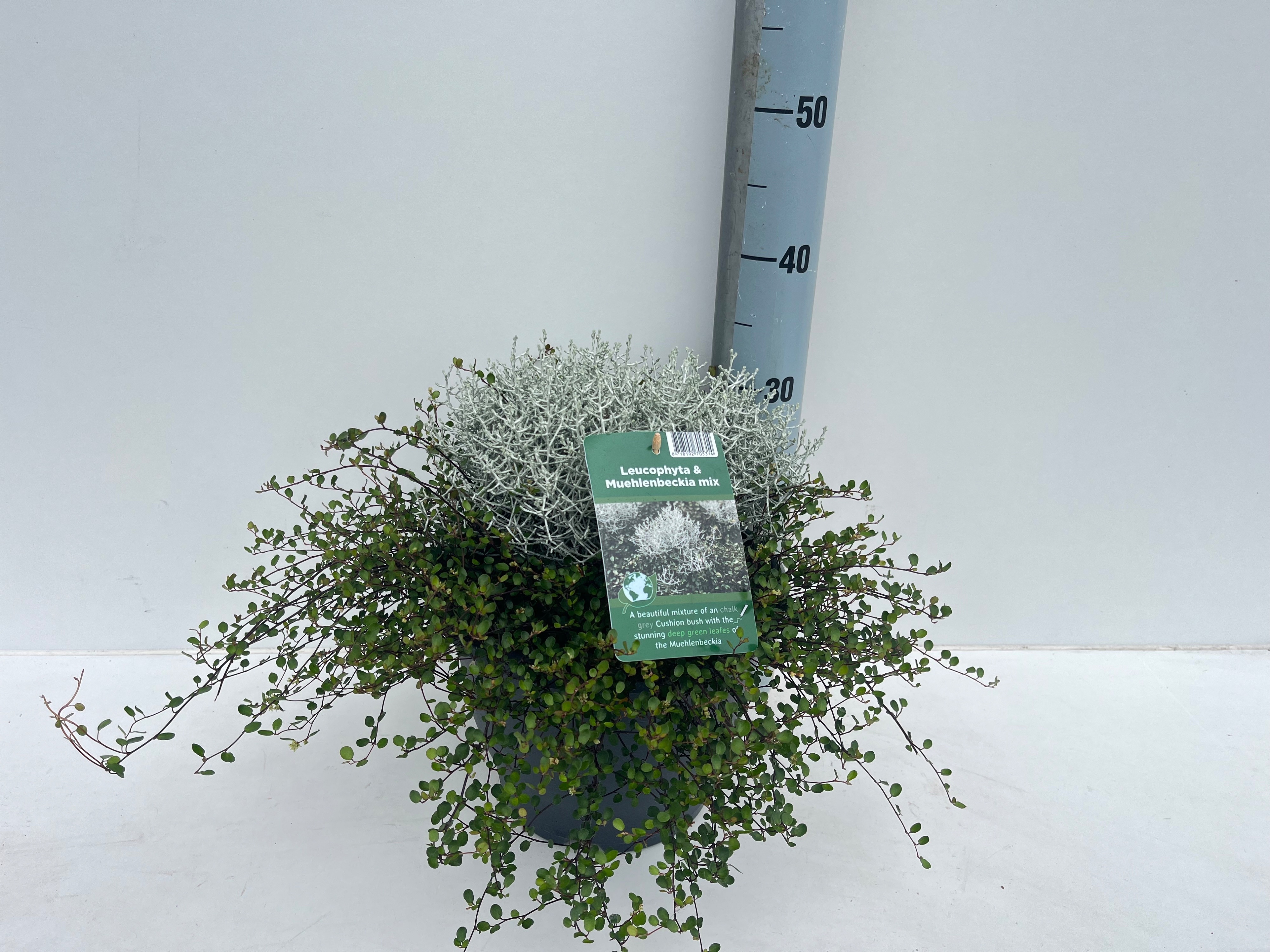 Calocephalus 26Ø 40cm