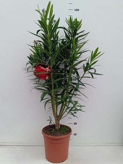 Nerium oleander