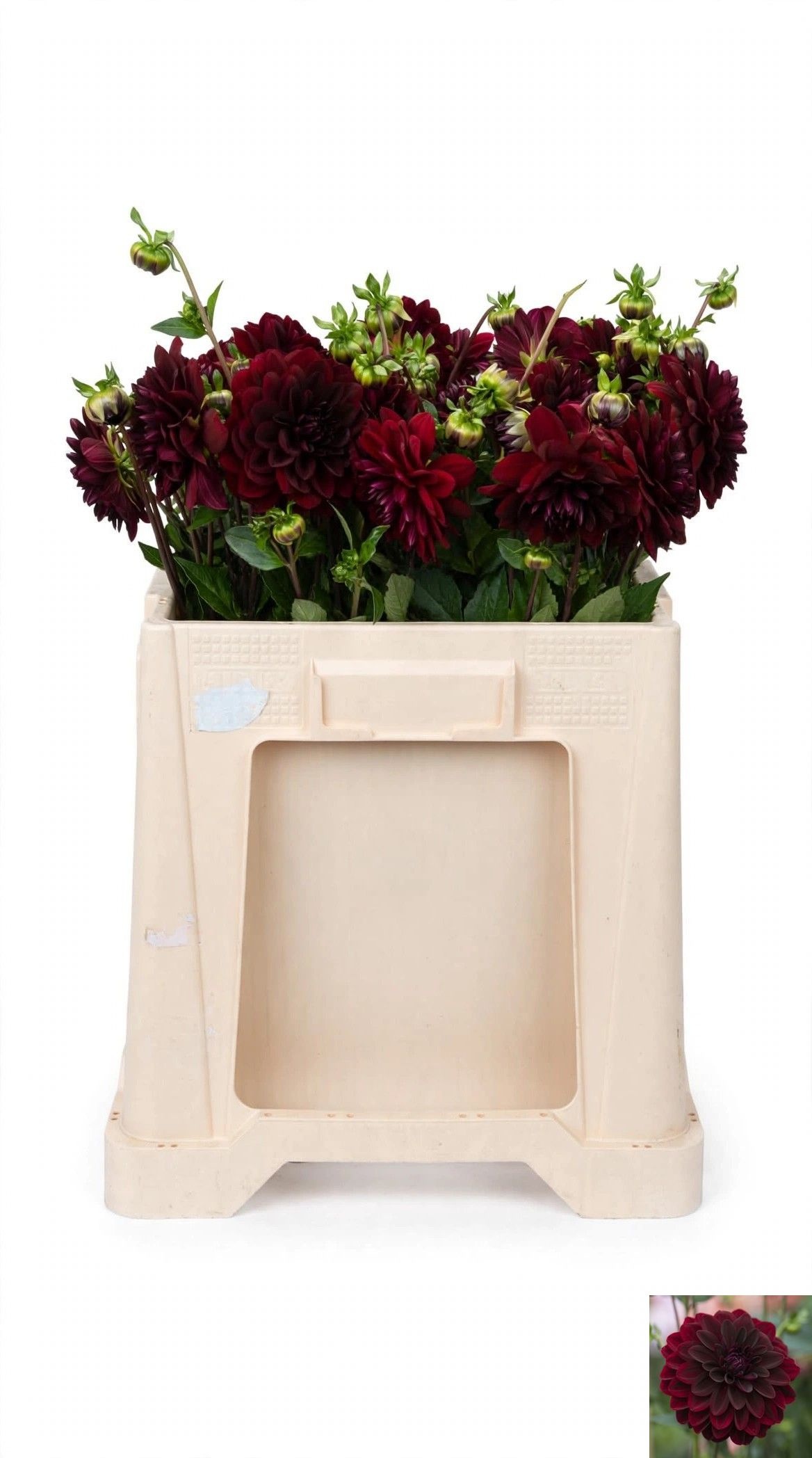 Dahlia Arabian Night 50cm