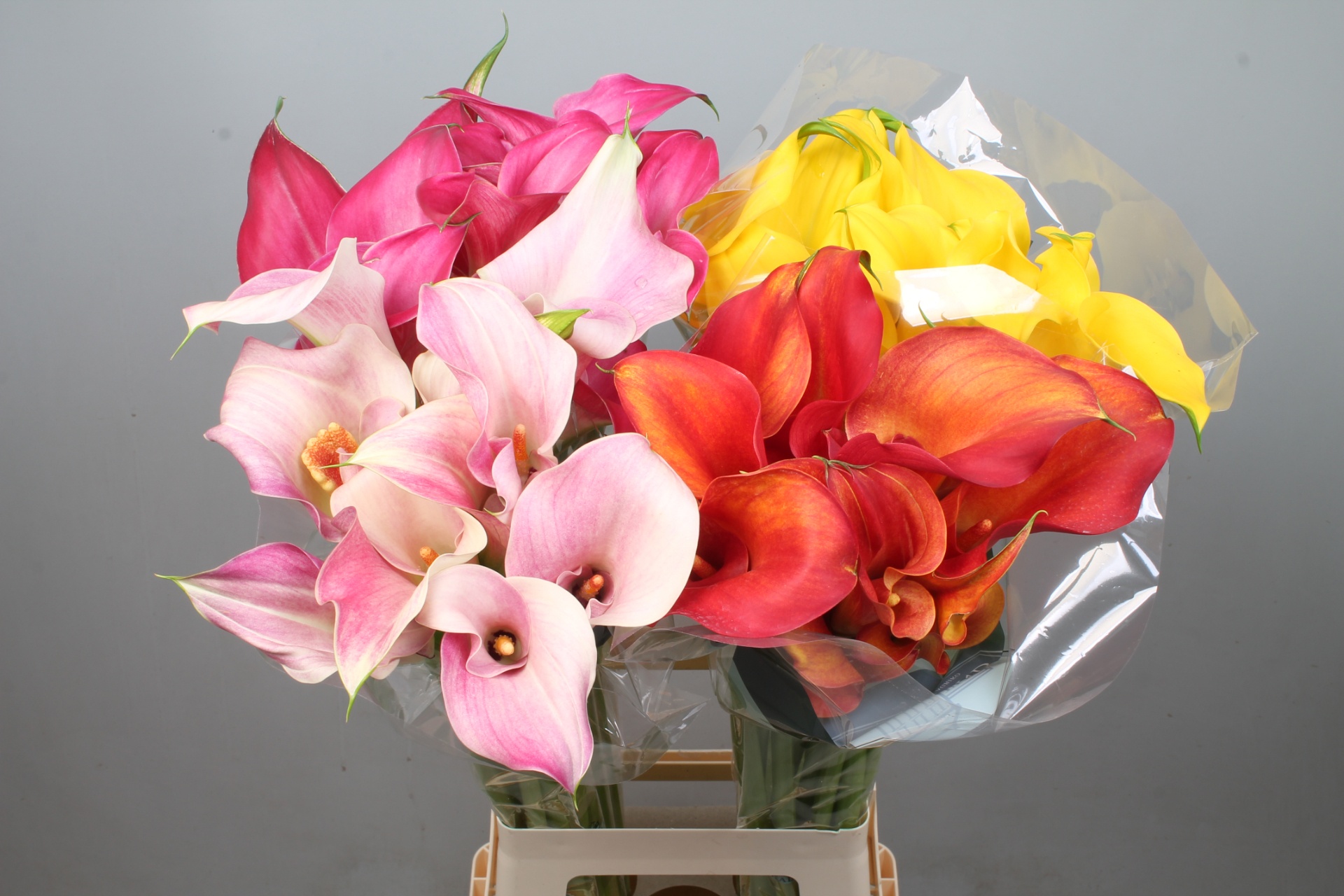 Calla Assorted 80cm