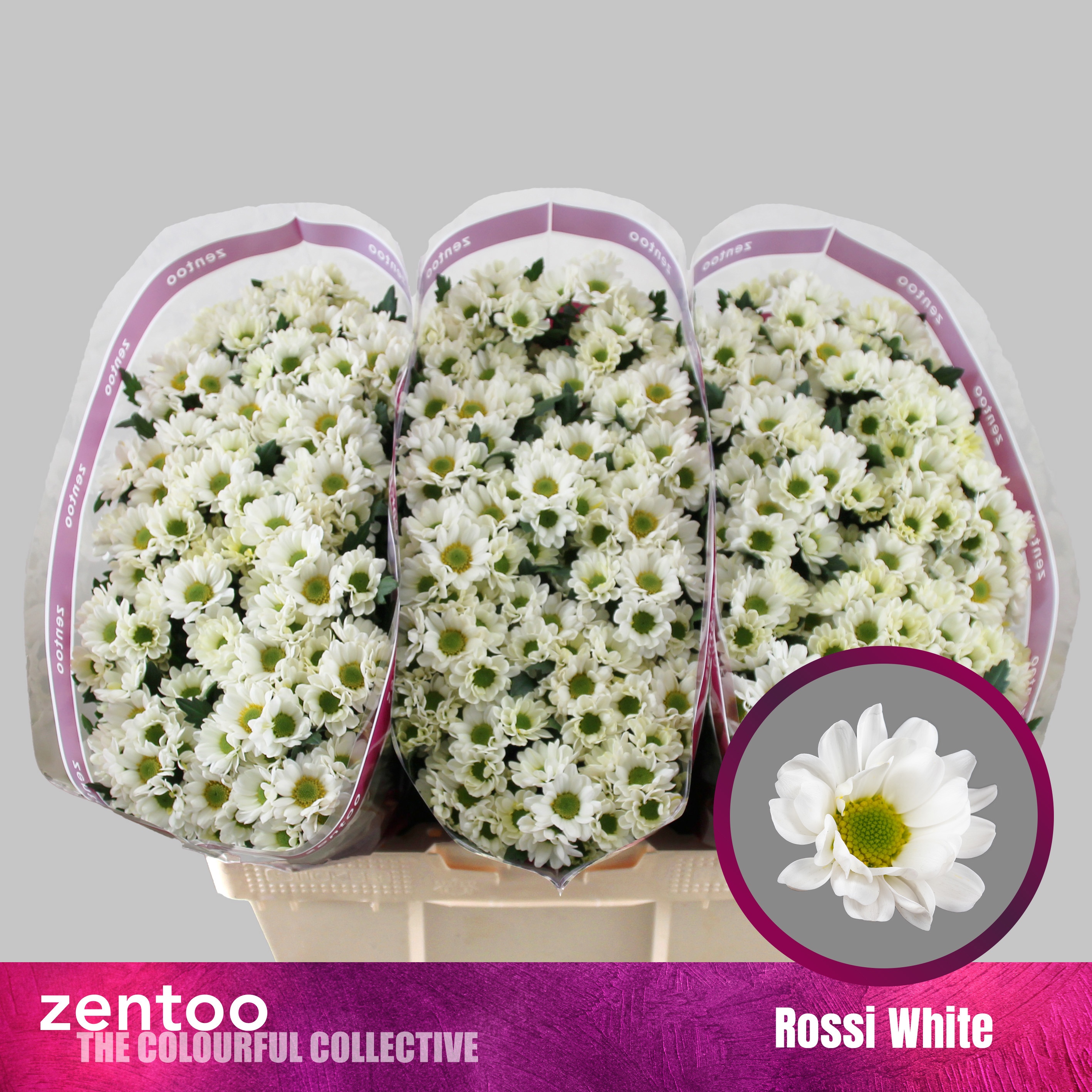 Chr San Rossi White