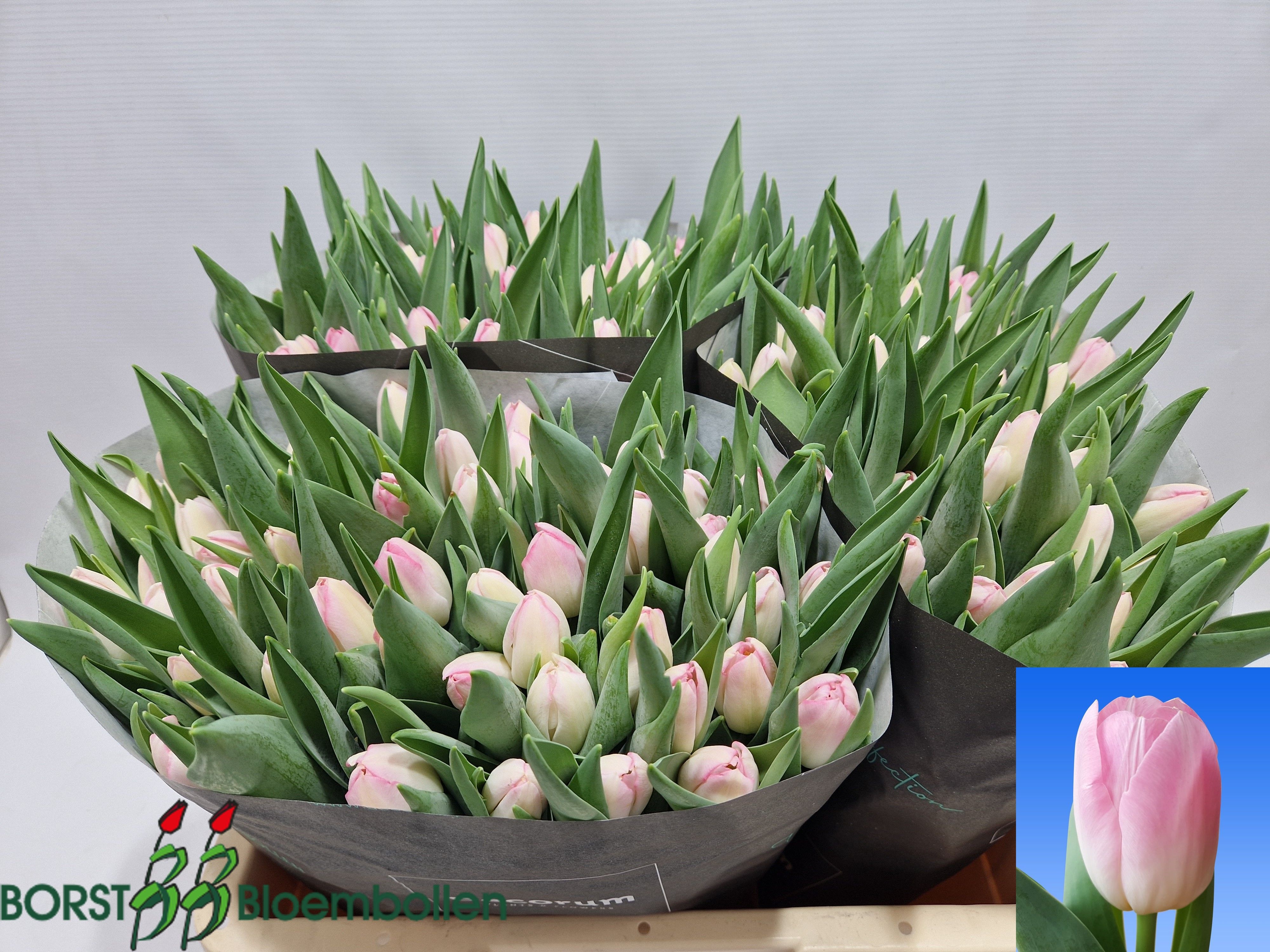 Tulipa Dynasty 38cm 34gram