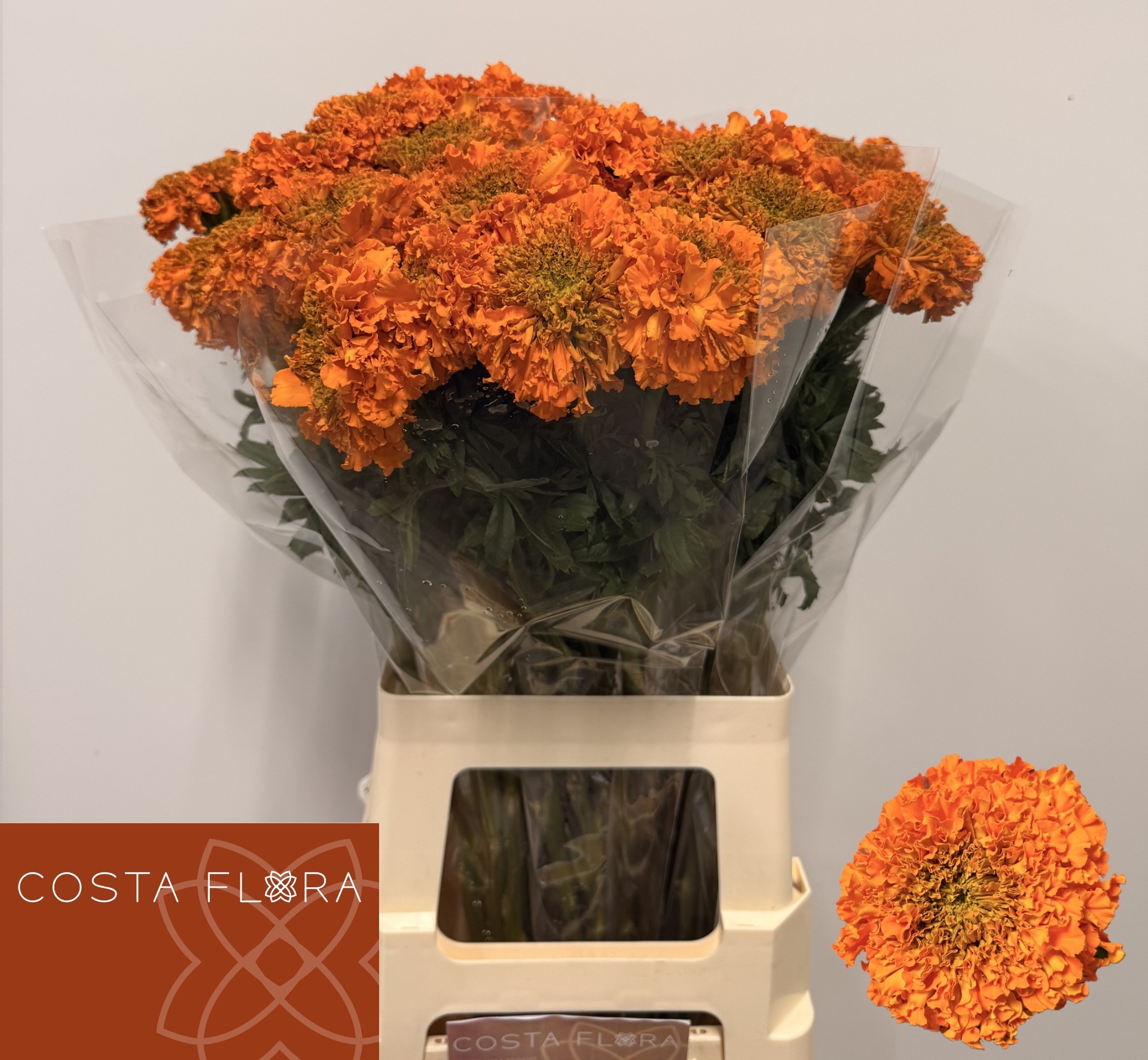 Tag E Promise Orange