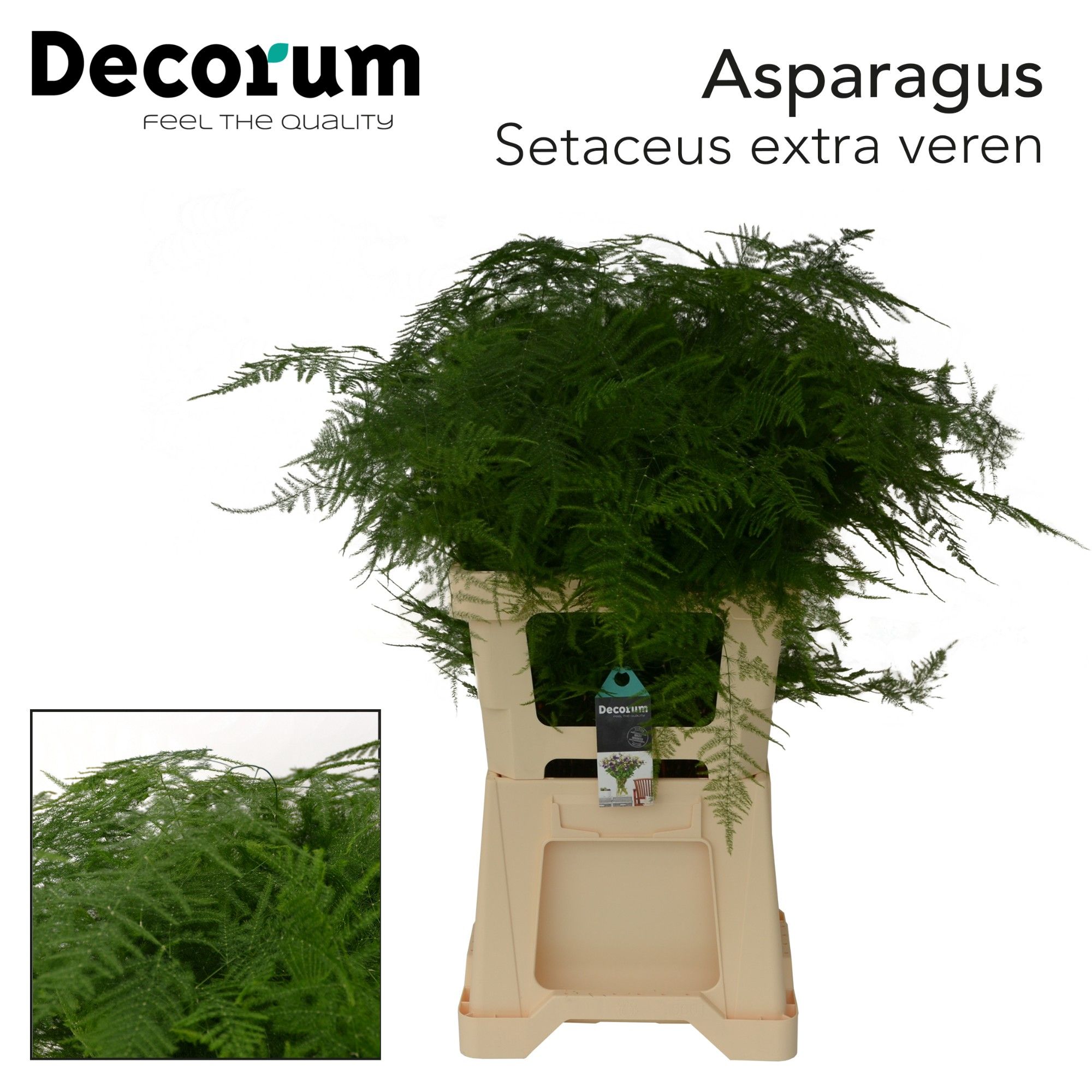 Asparagus Setaceus