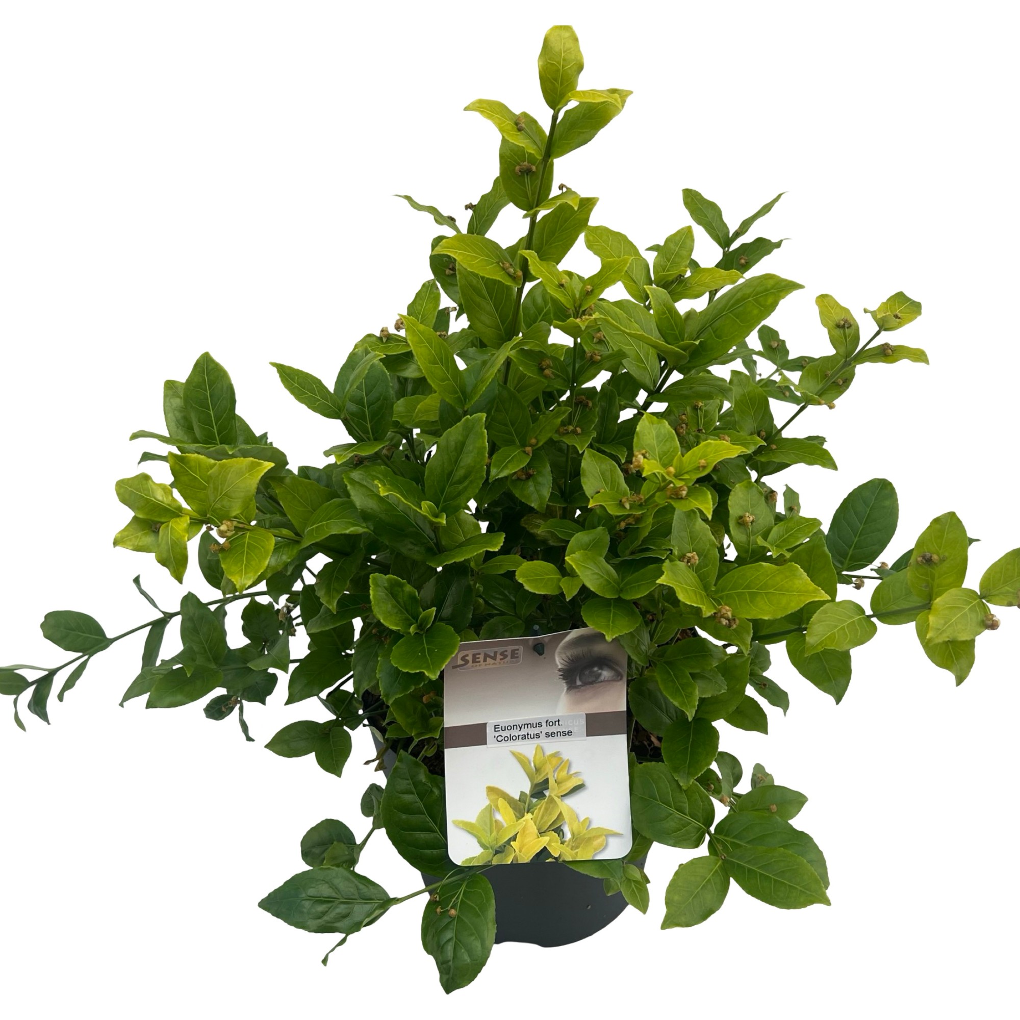 Picture of Euonymus fort. Coloratus P23 (5 Ltr) (LOOSE)