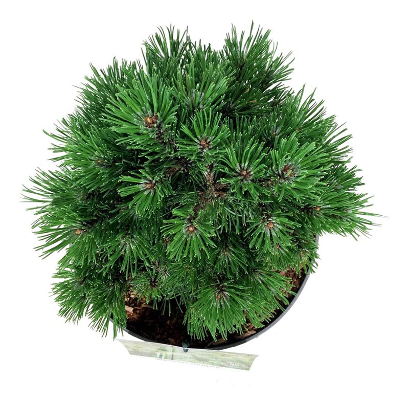 Picture of Pinus mugo 'Heideperle'