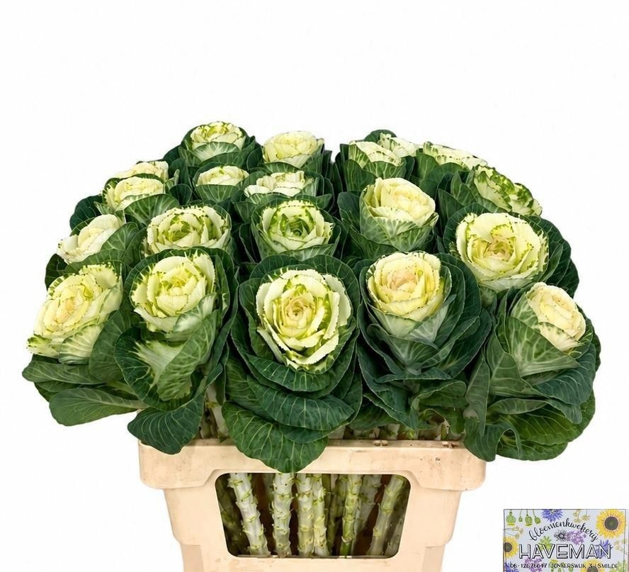 Brassica White Crane 60cm