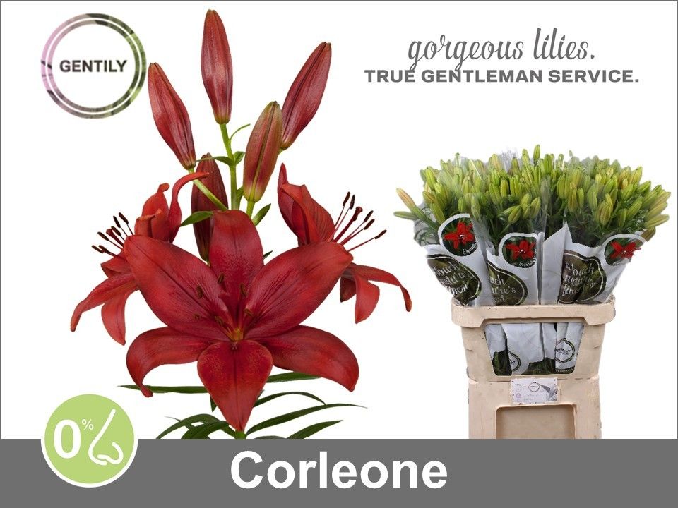Li La Corleone 90L.cm 55+knop 23bloei