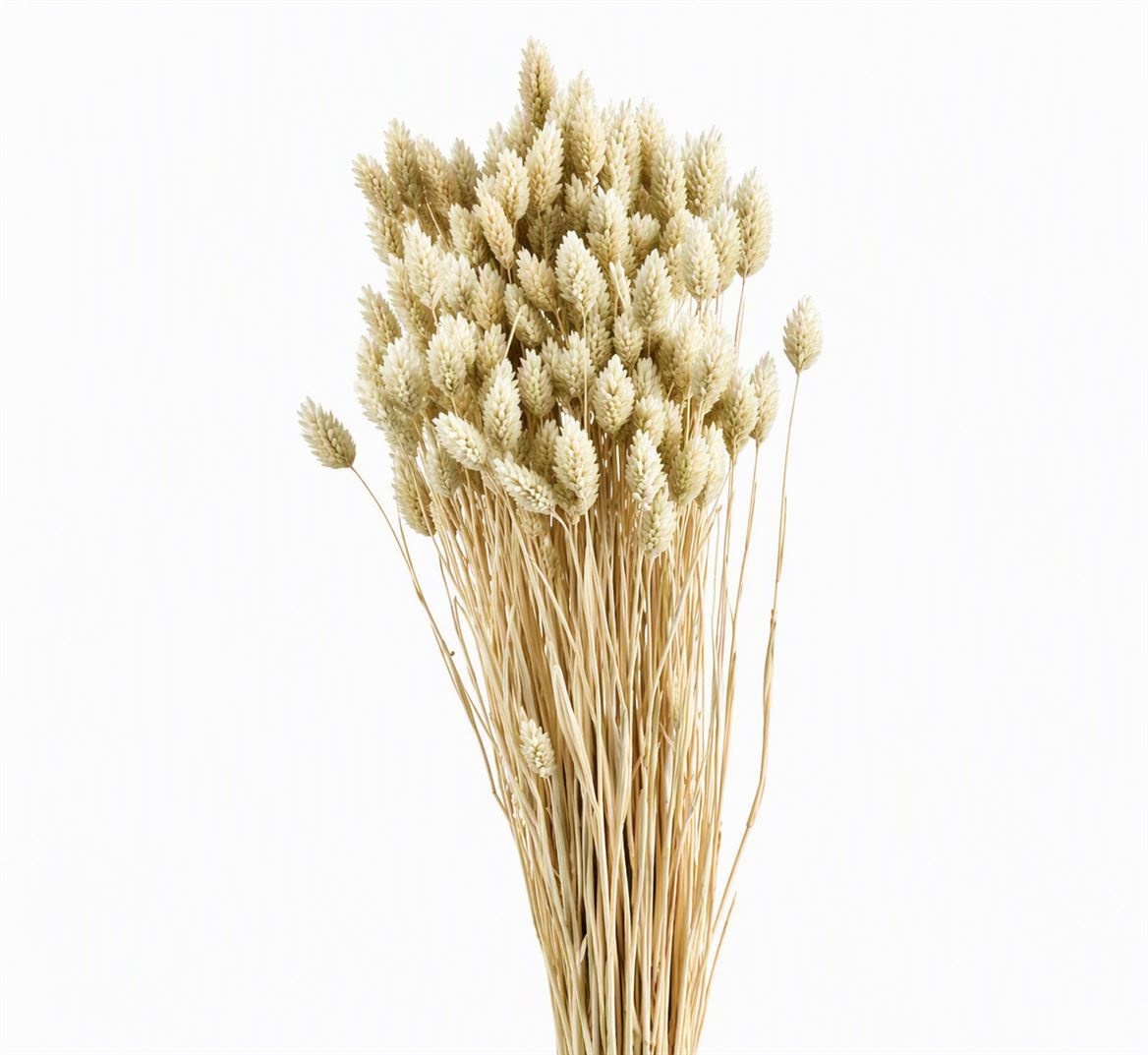 Dried/preserved Flowers Misc 70cm 150gram
