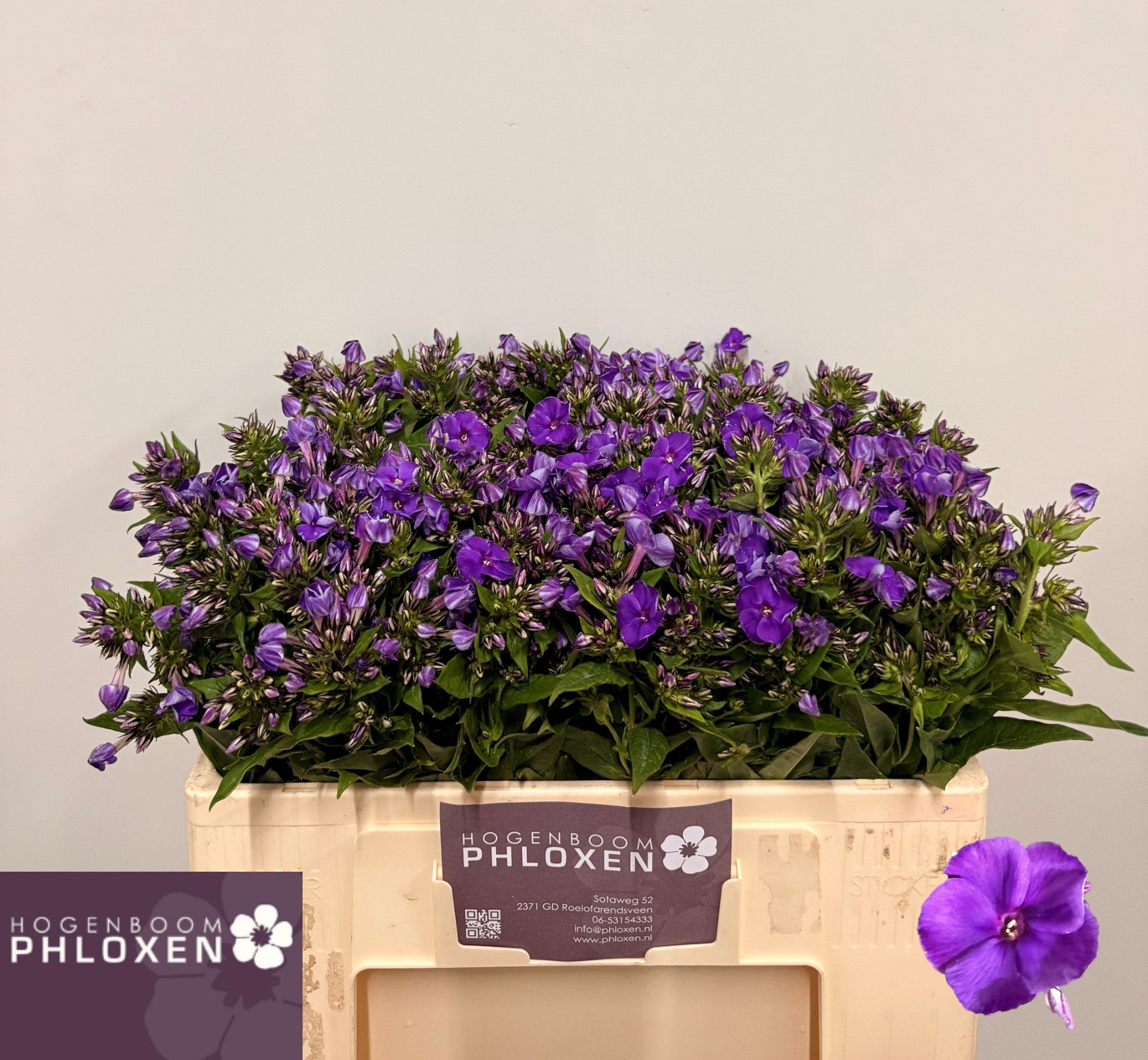 Phlox Crissy 50cm