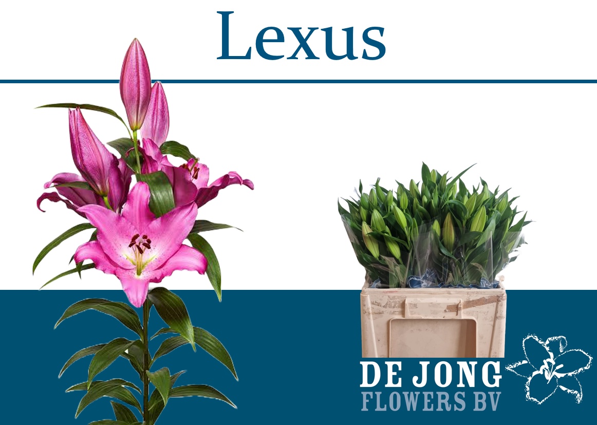 Lilium Or Lexus 60cm 3/5bl