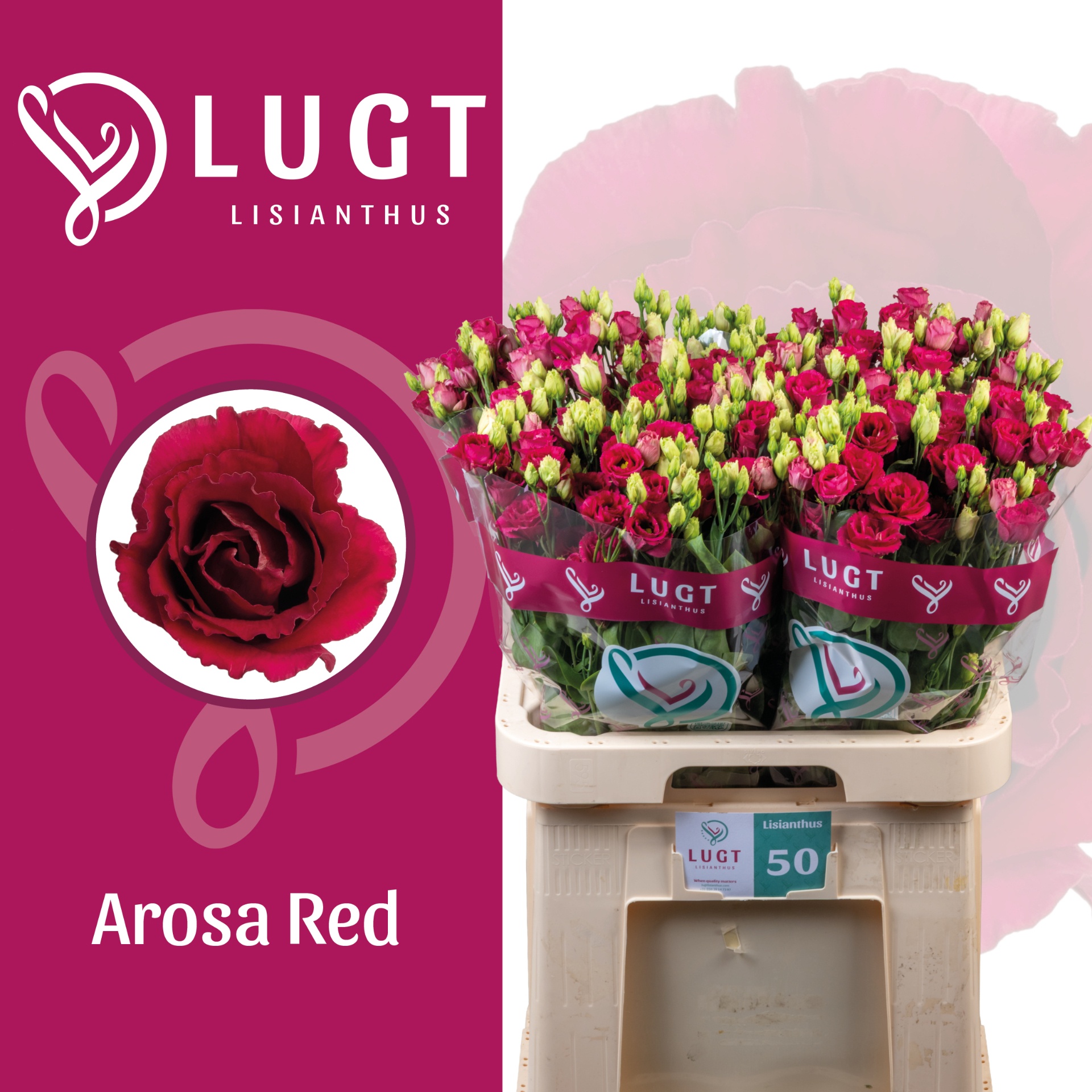 Lisianthus Double Arosa Red 70cm