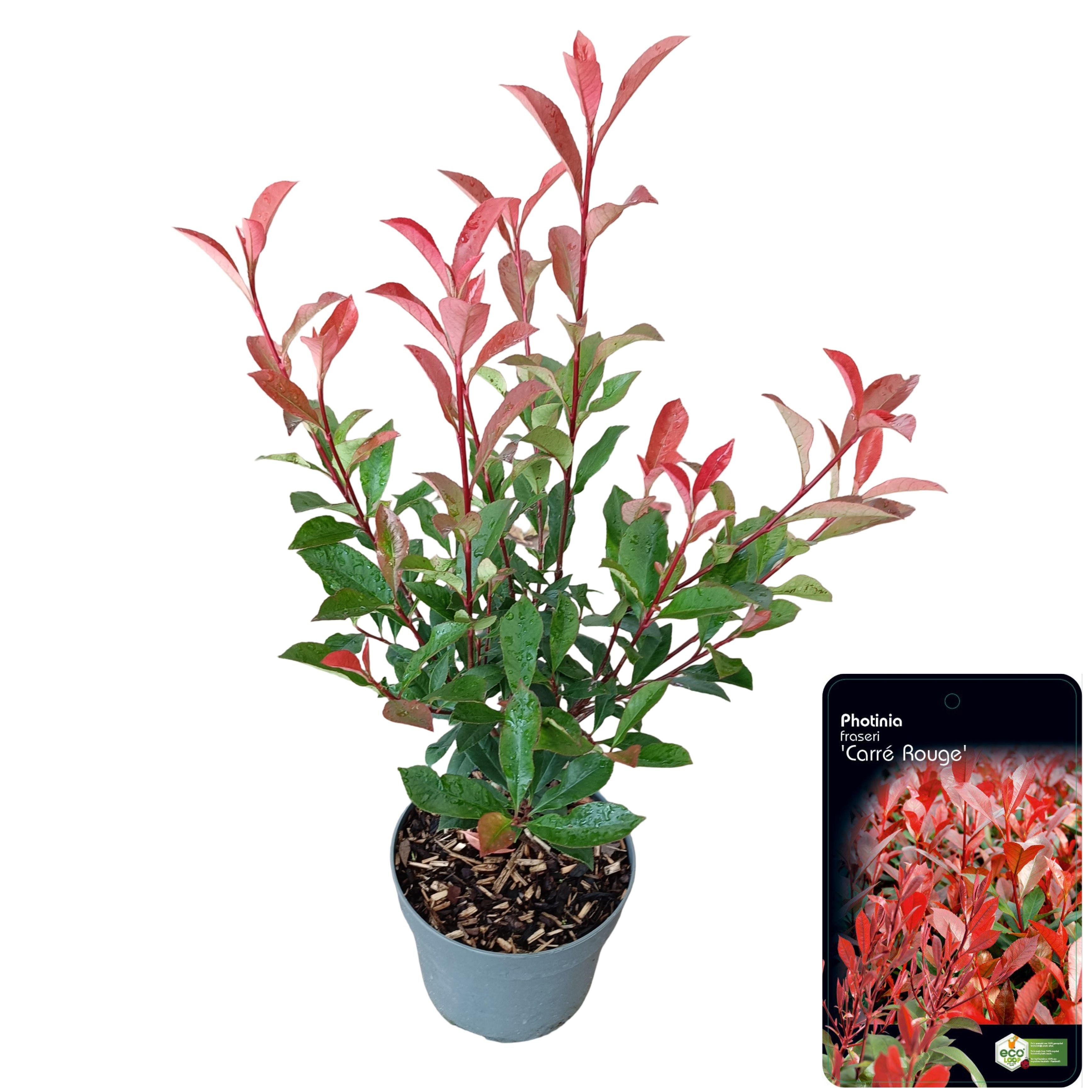 Picture of Photinia fraseri 'Carré Rouge' C2