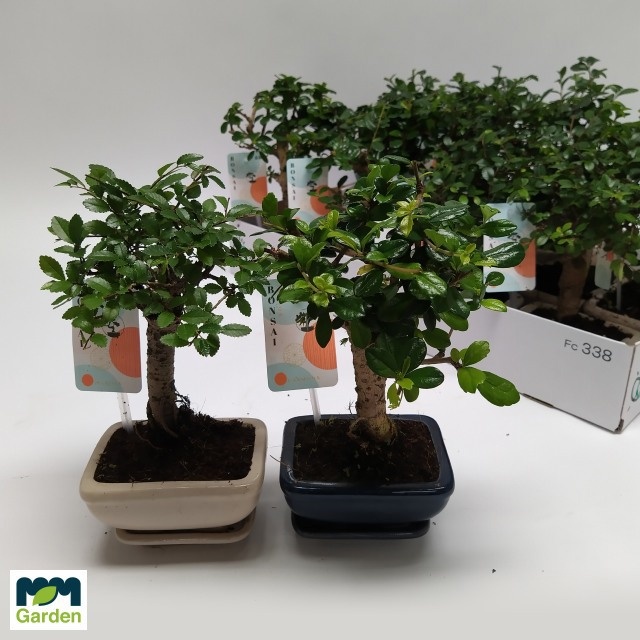 Bonsai Gem 12P 22H