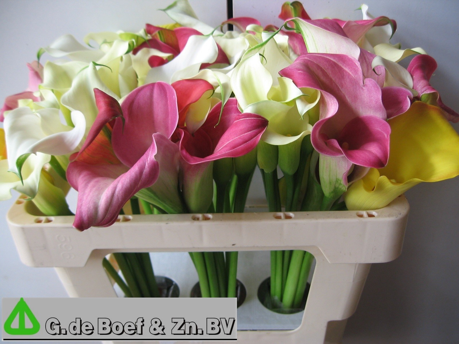 Calla Mixed In Bunch 50cm
