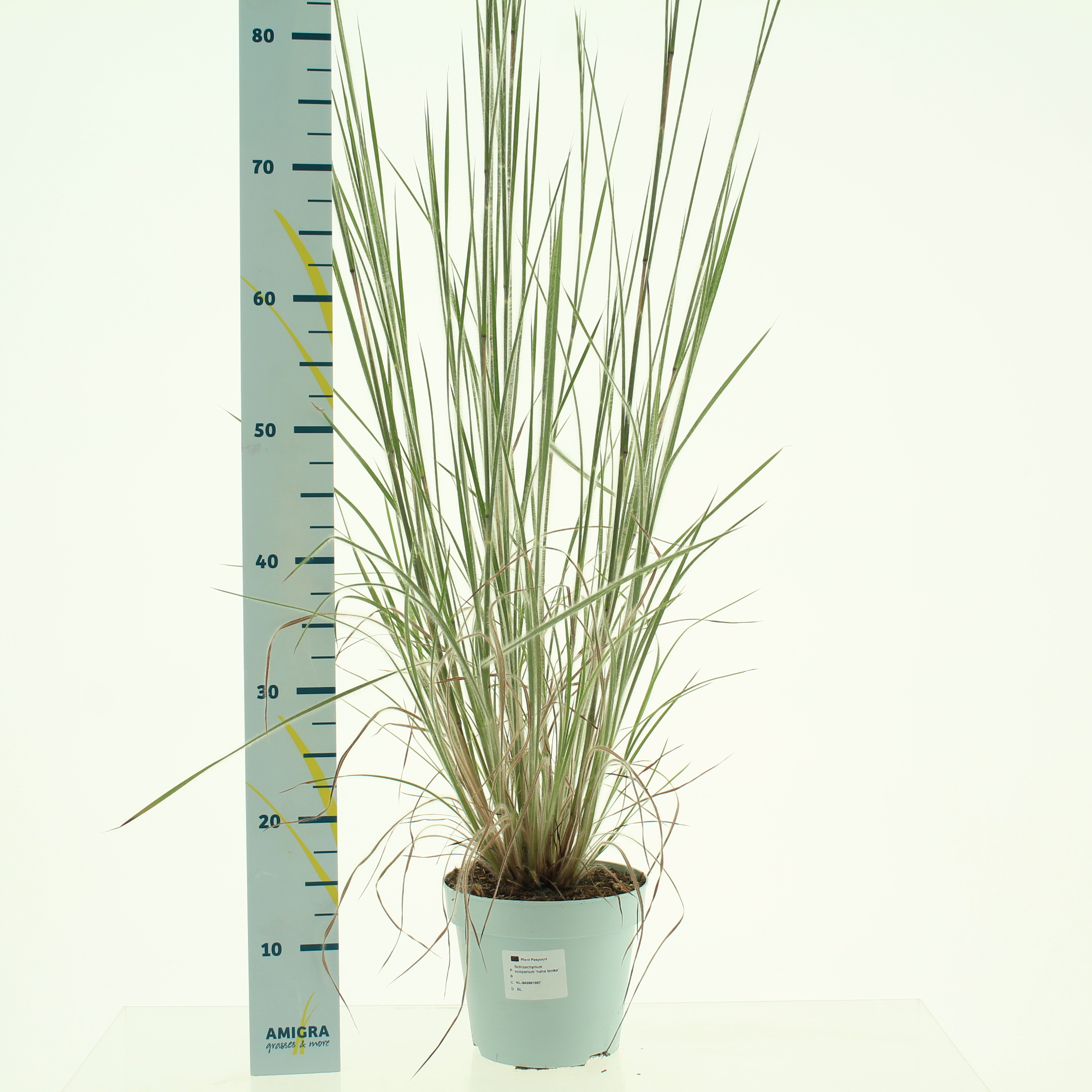 Picture of Schizachyrium scoparium P17 (2 Ltr)