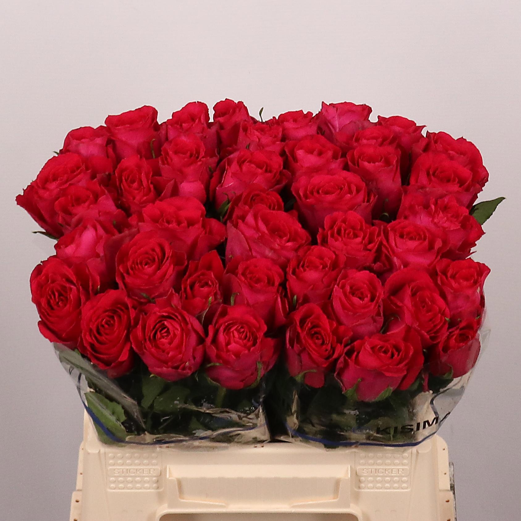 R Gr Madam Cerise
